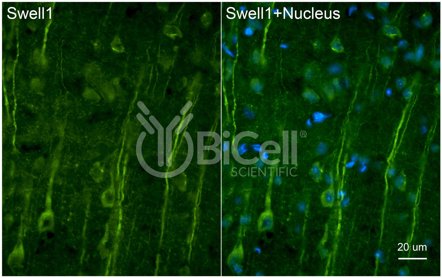 SWELL1 (LRRC8A) Antibody