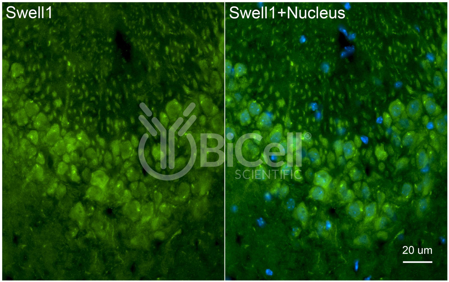SWELL1 (LRRC8A) Antibody