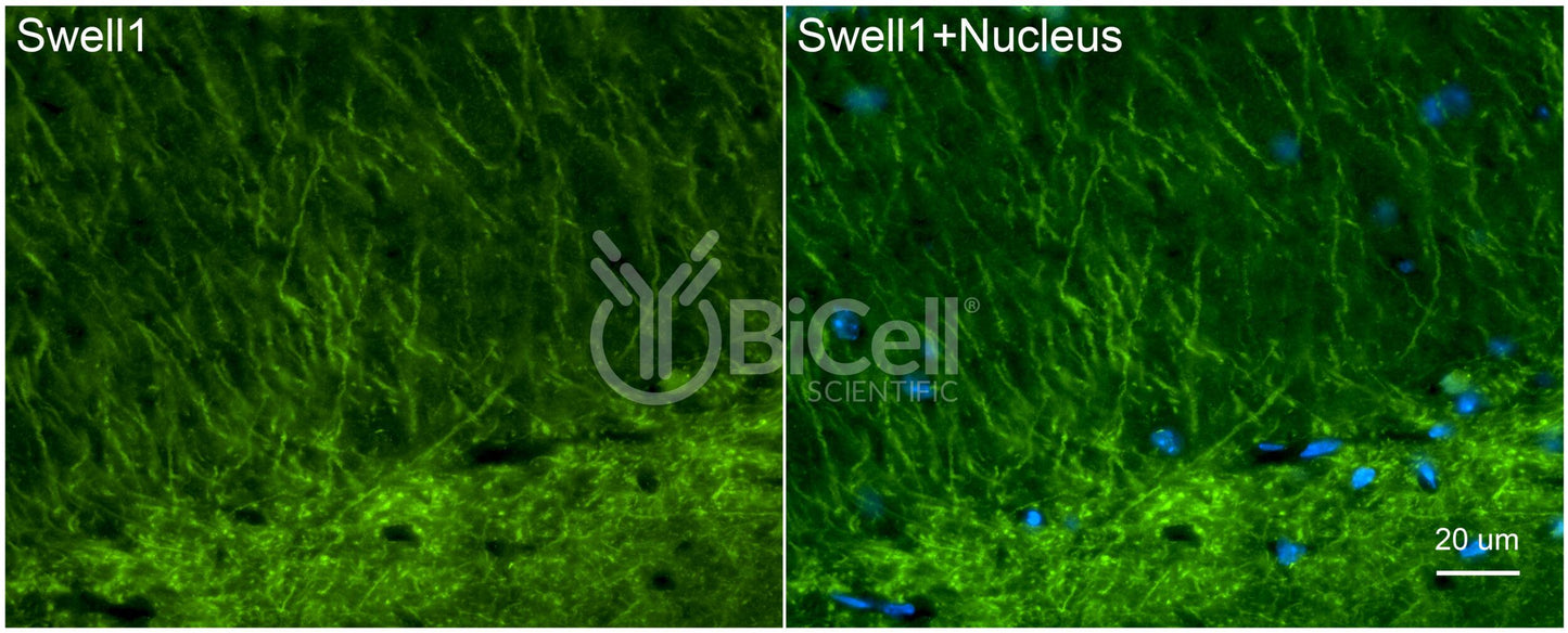 SWELL1 (LRRC8A) Antibody