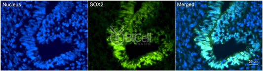 SOX2 Antibody