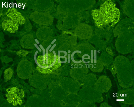 Synaptopodin (SYNPO) Antibody