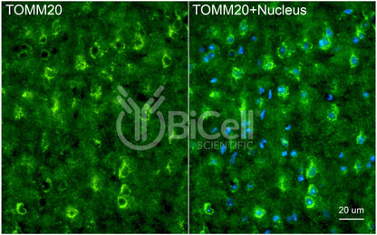 TOMM20 (MAS20) Antibody - Western Blot Validated
