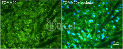 TOMM20 (MAS20) Antibody - Western Blot Validated