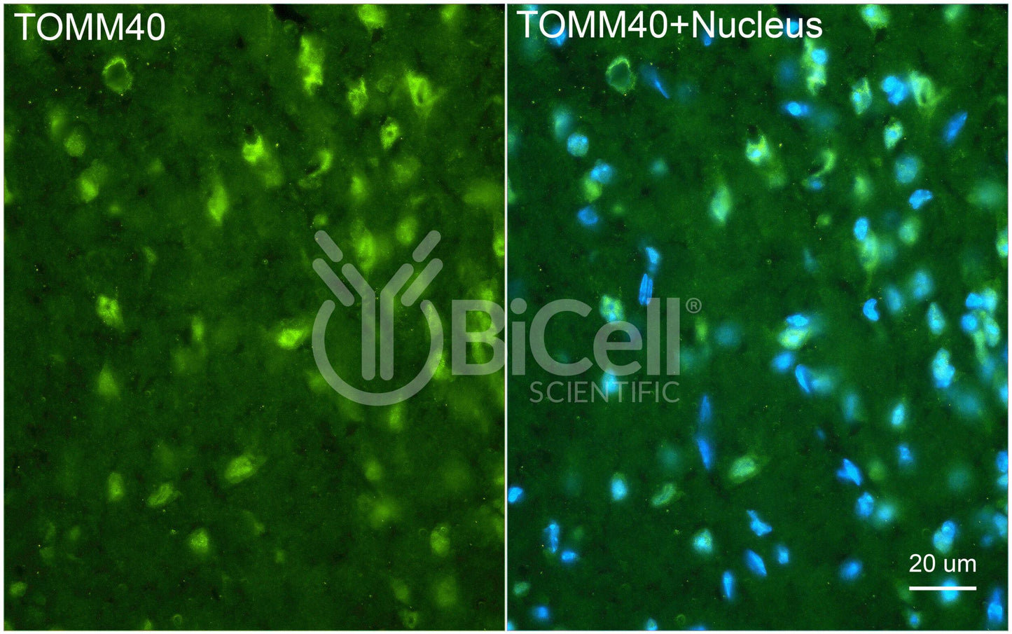 TOMM40 (C19orf1) Antibody - Western Blot Validated