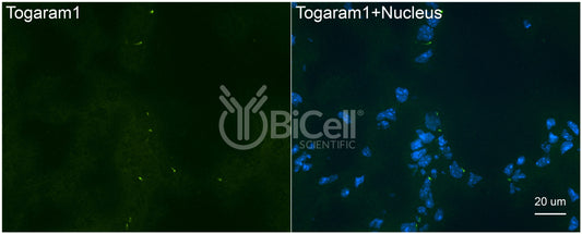 TOGARAM1 Antibody