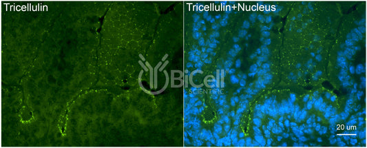 Tricellulin (MARVELD2) Antibody