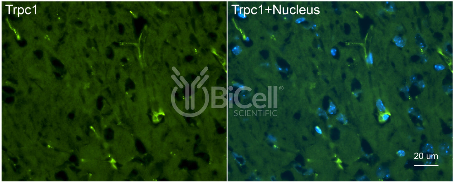 Trpc1 Antibody