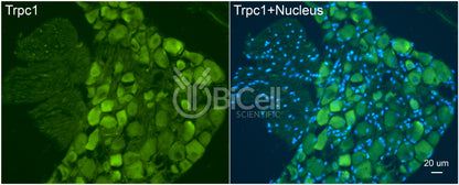 Trpc1 Antibody