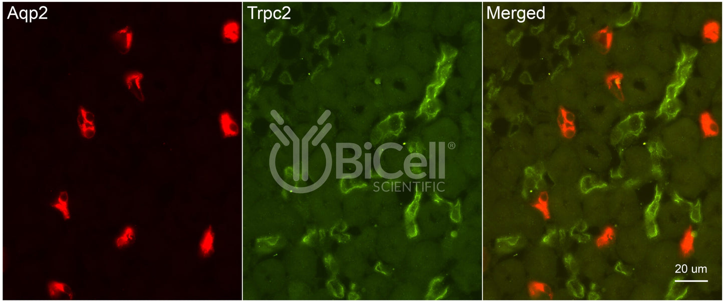 Trpc2 Antibody