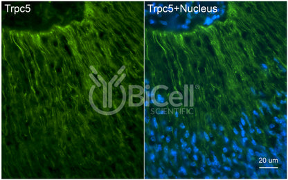 Trpc5 (C-Terminus) Antibody