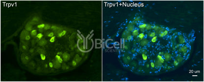Trpv1 Antibody