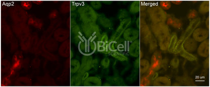 Trpv3 Antibody - Western Blot Validated