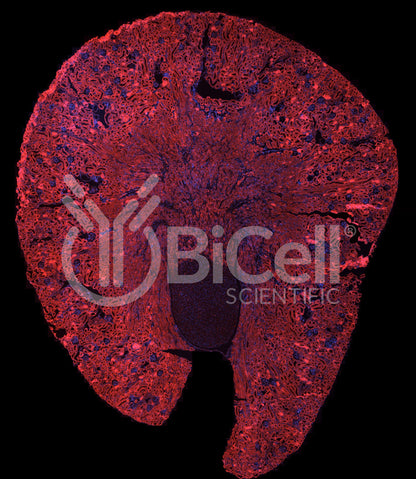 Trpv6 Antibody