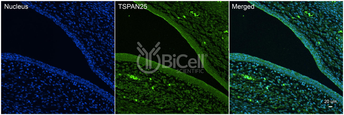 Tetraspanin-25 (TSPAN25 or CD53) Antibody - Western Blot Validated