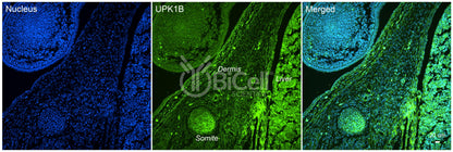 Tetraspanin-20 (TSPAN20 or Uroplakin-1b or UPK1B or UPK1) Antibody