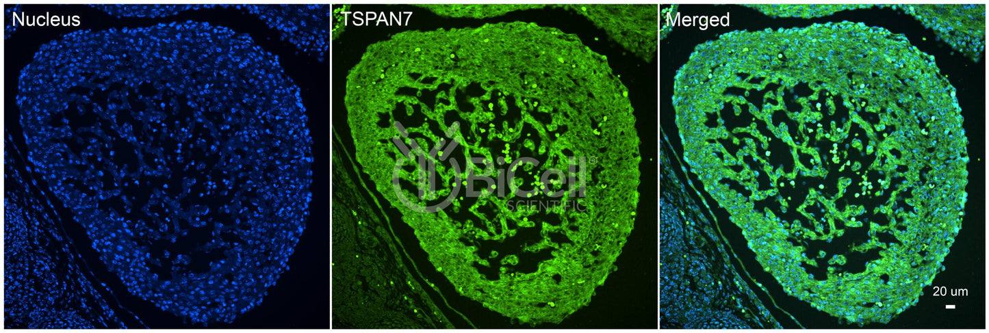 Tetraspanin-7 (TSPAN7) Antibody