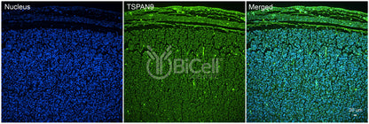 Tetraspanin-9 (TSPAN9) Antibody