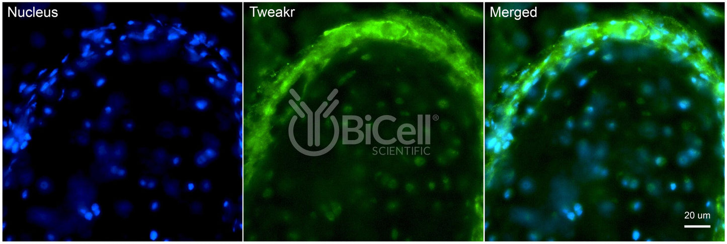 TNFRSF12A (TWEAKR or CD266) Antibody