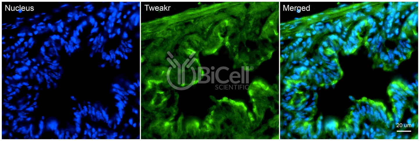 TNFRSF12A (TWEAKR or CD266) Antibody