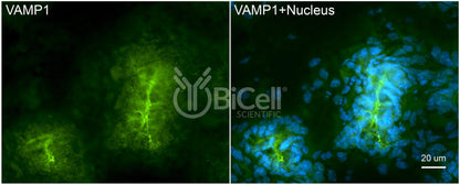 VAMP1 (SYB1) HiRe Antibody - Western Blot Validated