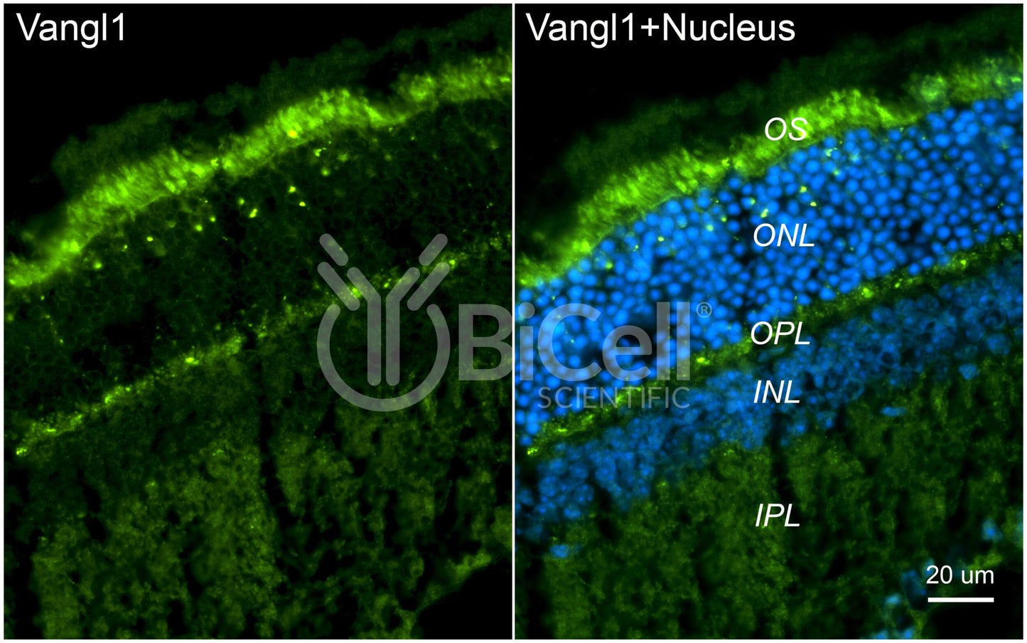 VANGL1 Antibody - FFPE Validated
