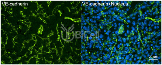VE-cadherin (Cdh5 or Cadherin-5 or CD144) (rat) Antibody - Western Blot Validated