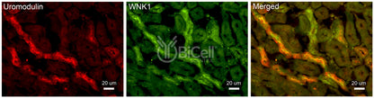WNK1 Antibody