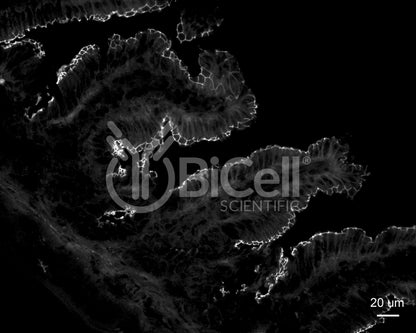 ZO-1 (Tjp1) Antibody (N-Terminus) - FFPE Validated