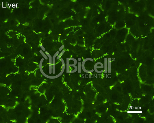 ZO-1 (Tjp1) Antibody (C-Terminus) - Western Blot Validated