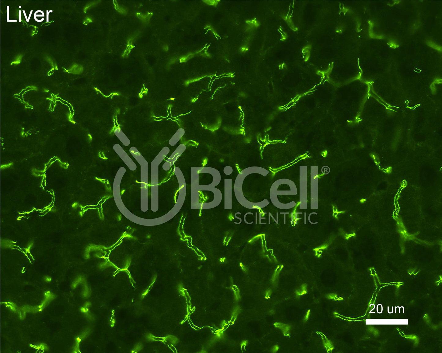 ZO-1 (Tjp1) Antibody (C-Terminus) - FFPE Validated
