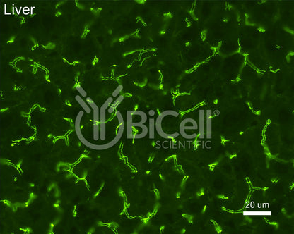 ZO-1 (Tjp1) Antibody (C-Terminus) - FFPE Validated