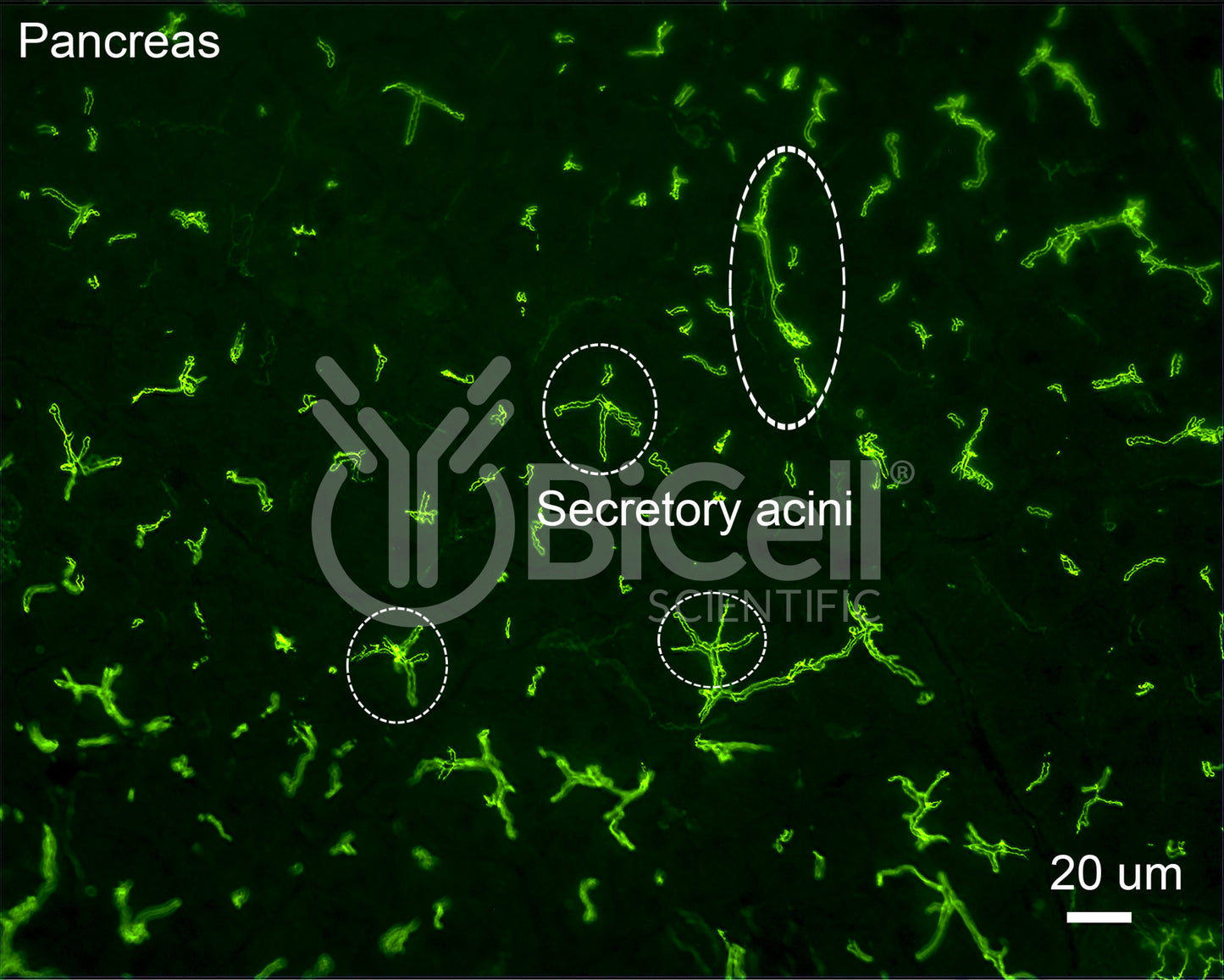 ZO-1 (Tjp1) Antibody (C-Terminus) - FFPE Validated