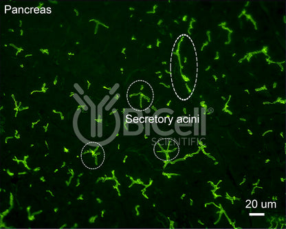 ZO-1 (Tjp1) Antibody (C-Terminus) - FFPE Validated