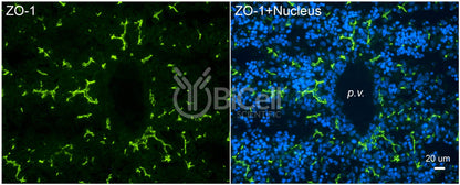 ZO-1 (Tjp1) (C-Terminus) Monoclonal Antibody (F11 Clone) - FFPE Validated