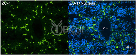 ZO-1 (Tjp1) (C-Terminus) Monoclonal Antibody (F11 Clone)