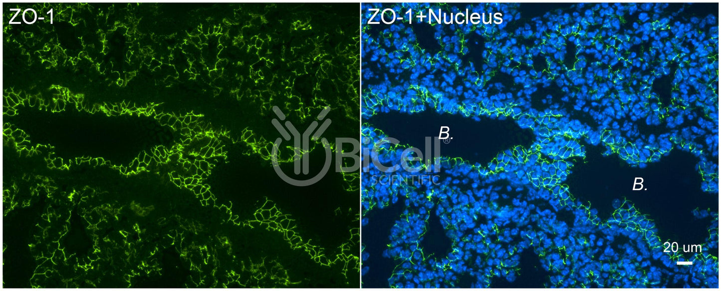 ZO-1 (Tjp1) (C-Terminus) Monoclonal Antibody (F11 Clone) - Western Blot Validated