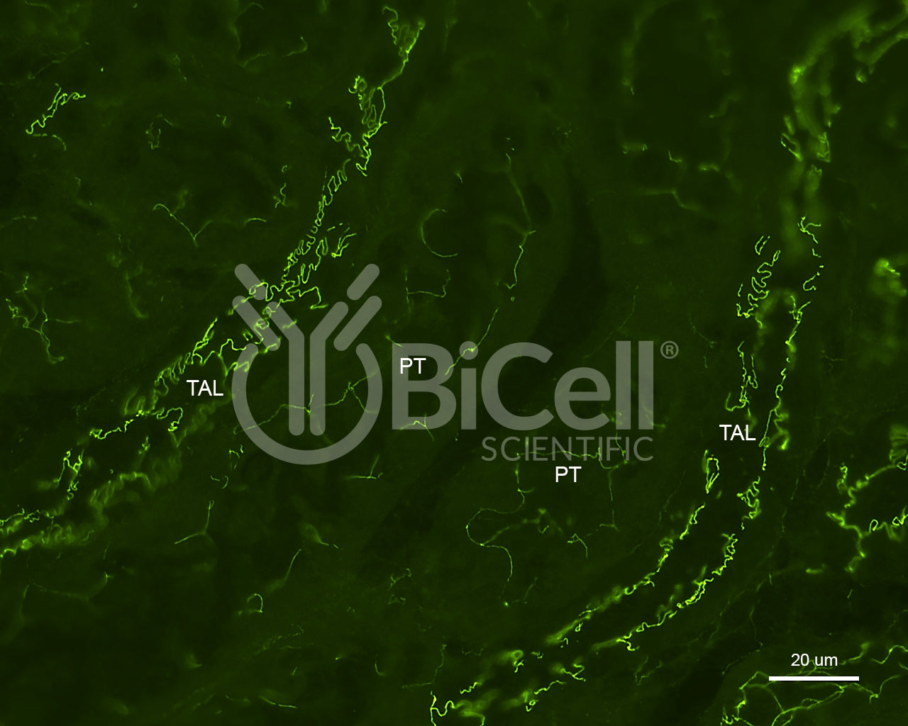 ZO-1 (Tjp1) Antibody (C-Terminus) - FFPE Validated