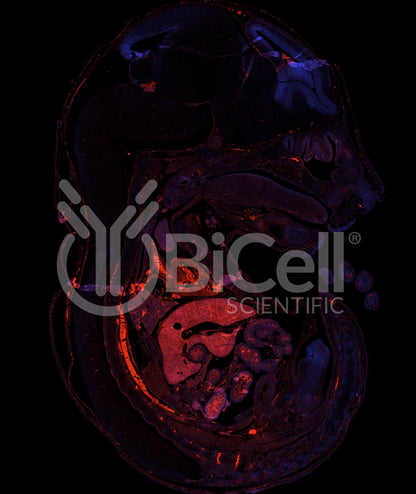ZO-1 (Tjp1) Antibody (C-Terminus) - FFPE Validated