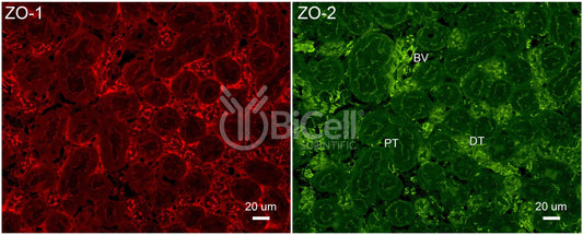 ZO-2 (Tjp2) Antibody - Western Blot Validated