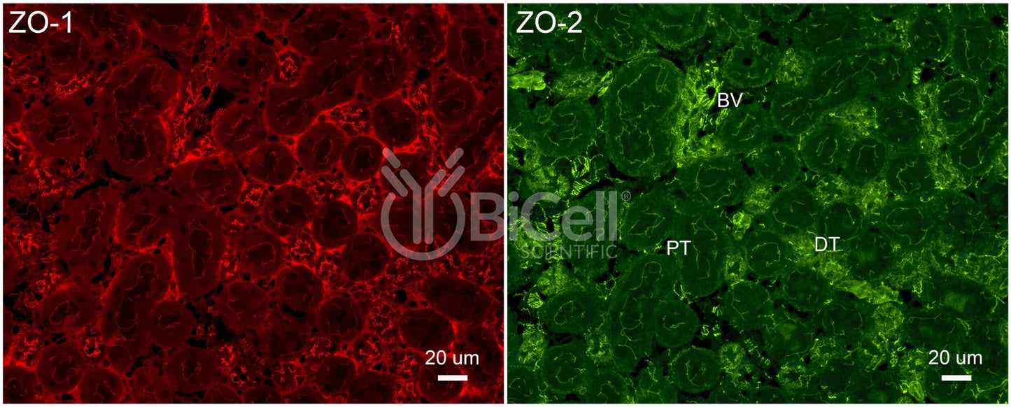 ZO-2 (Tjp2) Antibody - FFPE Validated