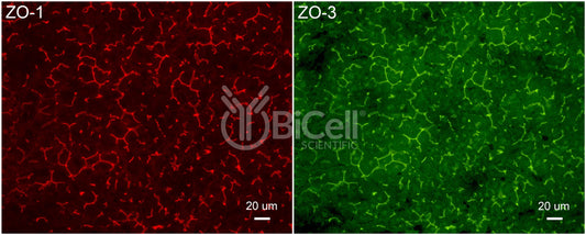 ZO-3 (Tjp3) Antibody - Western Blot Validated
